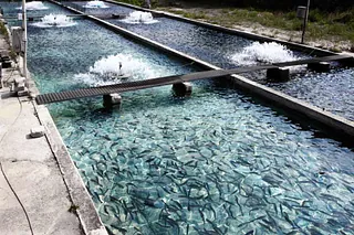 Aquaculture